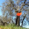 toskana 2013 olivenbaum und roter mohn 3